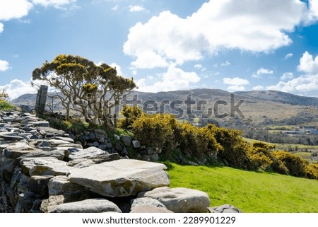 Northern Ireland. View of the mountains and flowers.