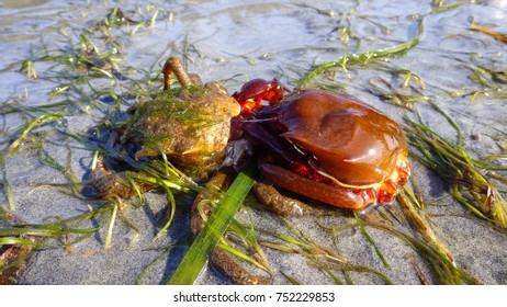 Northern Kelp Crab, Spider Crab, Shield Back Crab ( Pugettia Producta )