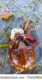 Northern Kelp Crab, Spider Crab, Shield Back Crab ( Pugettia Producta )