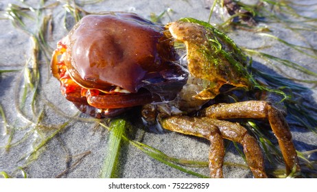 Northern Kelp Crab, Spider Crab, Shield Back Crab ( Pugettia Producta )