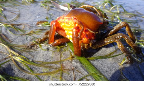 Northern Kelp Crab, Spider Crab, Shield Back Crab ( Pugettia Producta )