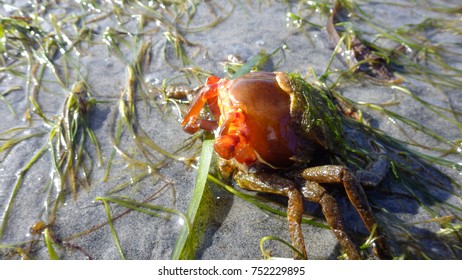 Northern Kelp Crab, Spider Crab, Shield Back Crab ( Pugettia Producta )