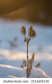 Northern Labrador Tea In A Winter Time