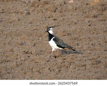 Northern Lapwing Bird on Brown Soil, Natural Habitat