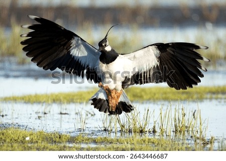 The northern lapwing dances over fields with tumbling flight and a sharp 'pee-wit' call. With its green sheen and elegant crest, it’s a true icon of open farmland.