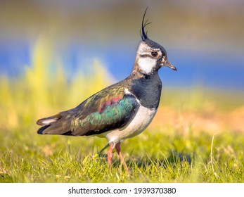 Northern lapwing (Vanellus vanellus) foraging in green grassland and looking for food. Wildlife in nature scene. Netherlands.