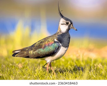 Northern lapwing (Vanellus vanellus) foraging in green grassland and looking for food. Wildlife in nature scene. Netherlands.