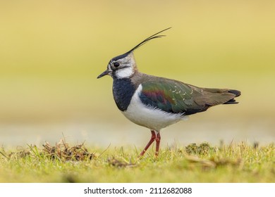 Northern Lapwing (Vanellus vanellus) Guarding its territory in grassland Breeding Habitat. This Plover has spectaculair Song Flight and Display Behaviour. Wildlife Scene of Nature in Europe.
