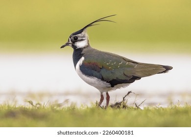 Northern Lapwing (Vanellus vanellus) Guarding its territory in grassland Breeding Habitat. This Plover has spectaculair Song Flight and Display Behaviour. Wildlife Scene of Nature in Europe 