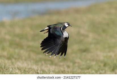 Northern lapwing, Vanellus vanellus, single bird in flight, Kent, March 2022