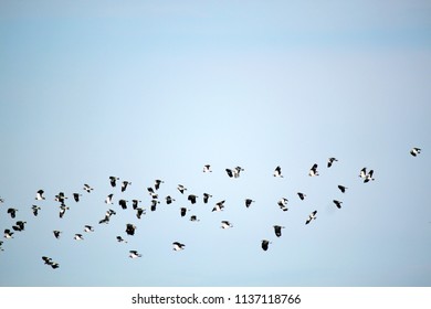 Northern lapwing Images, Stock Photos & Vectors | Shutterstock