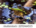 A northern leopard frog, Lithobates pipiens or Rana pipiens, in a wetland near Culver, Indiana