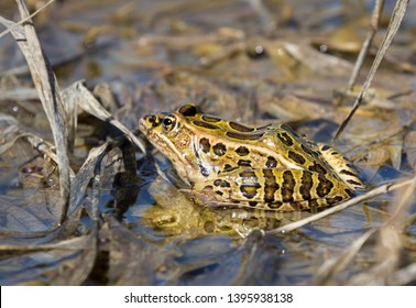 Northern Leopard Frog (Lithobates pipiens) in the pond, Ames, Iowa