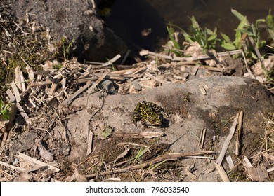 Northern Leopard Frog (Lithobates pipiens) on a rock. Sunny day of May.