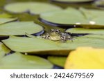 The northern leopard frog (Lithobates pipiensis) native North American animal. It is the state amphibian of Minnesota and Vermont.