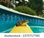 northern leopard frog resting on a pool noodle inside of a pool 