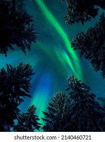 Northern lights (Aurora borealis) above treetops, snowy spruce trees, boreal forest in cold winter night, Finland. - Shutterstock ID 2140460721