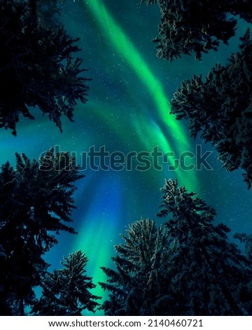 Northern lights (Aurora borealis) above treetops, snowy spruce trees, boreal forest in cold winter night, Finland.