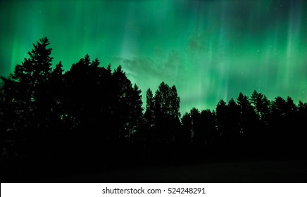 Northern Lights (Aurora Borealis) Over The Forest With Silhouetted Tree Tops.