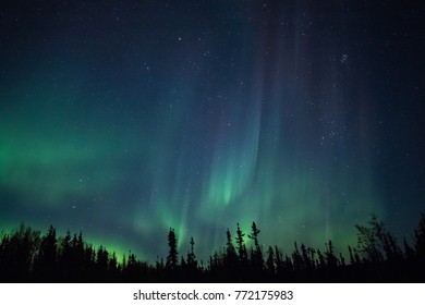 The Northern Lights dance in the night sky above a silhouette of trees in a boreal forest in Alaska.