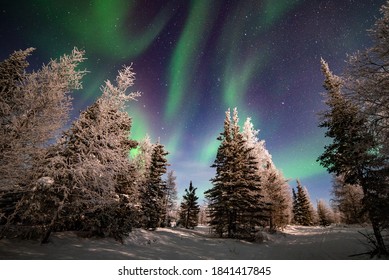 northern lights over frosty trees in canadas boreal forest