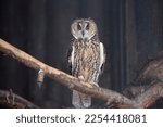 Northern long - eared owl.
 A long-eared owl is about the size of a crow (it weighs about 300 g). The body of the eared predator is no longer than 40 cm . On the head are large ear tufts consisting  