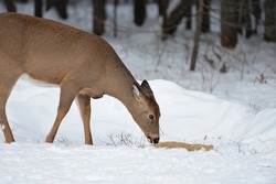 Northern Maine Whitetail Deer Yard