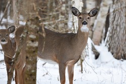 Northern Maine Whitetail Deer Yard