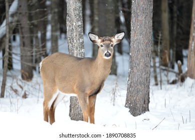 Northern Maine Whitetail Deer Yard