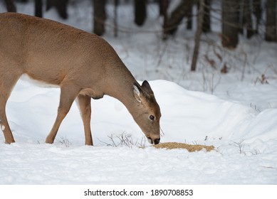 Northern Maine Whitetail Deer Yard