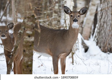 Northern Maine Whitetail Deer Yard