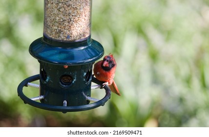 Northern male cardinal seen on a birdfeeder perch. June 19, 2022 Virginia, USA
