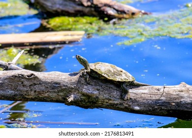 677 Ontario turtle Images, Stock Photos & Vectors | Shutterstock