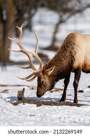 Northern Michigan Elk In Winter.