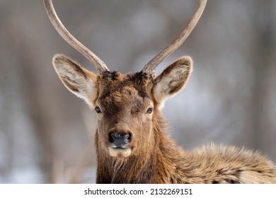 Northern Michigan Elk In Winter.