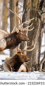 Northern Michigan Elk In Winter.