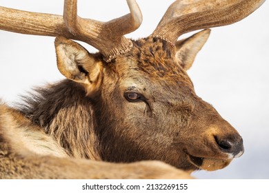 Northern Michigan Elk In Winter.