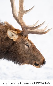 Northern Michigan Elk In Winter.