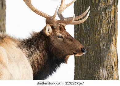 Northern Michigan Elk In Winter.