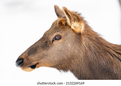 Northern Michigan Elk In Winter.