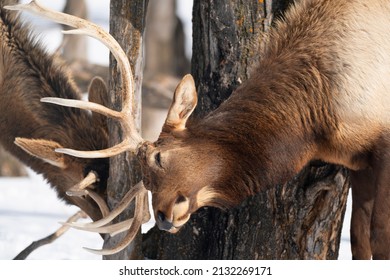 Northern Michigan Elk In Winter.