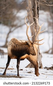 Northern Michigan Elk In Winter.