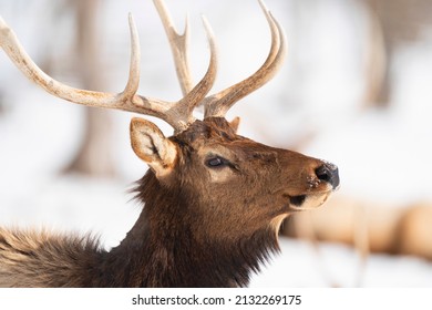 Northern Michigan Elk In Winter.