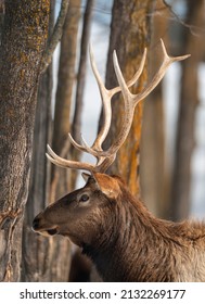 Northern Michigan Elk In Winter.