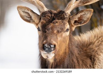 Northern Michigan Elk In Winter.