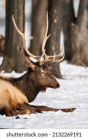 Northern Michigan Elk In Winter.