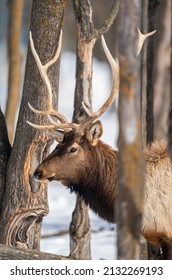 Northern Michigan Elk In Winter.