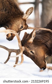 Northern Michigan Elk In Winter.