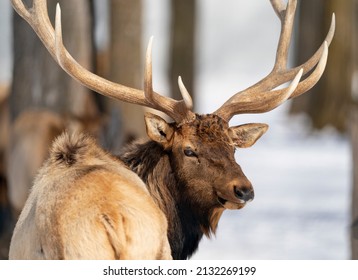 Northern Michigan Elk In Winter.