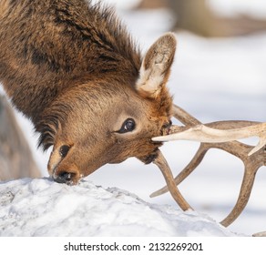 Northern Michigan Elk In Winter.